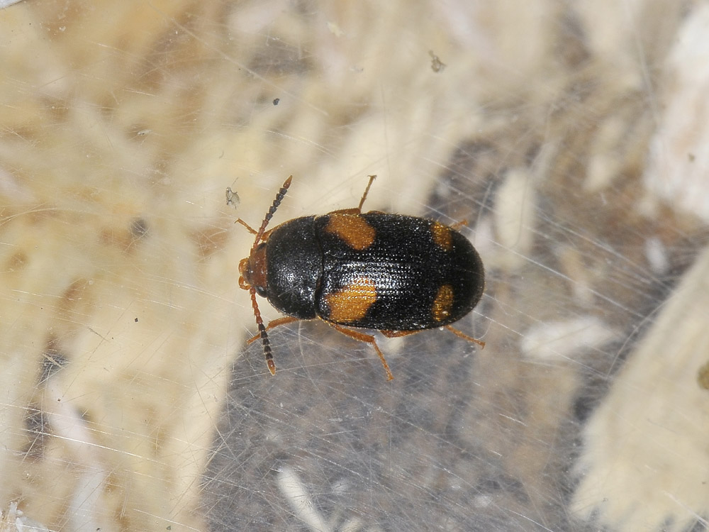 Mycetophagus quadripustulatus